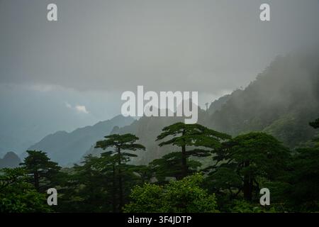 Une vue grand angle montre plusieurs pins Huangshan vert foncé au premier plan, leurs cimes plates contrastant avec les pics brumeux et stratifiés de la montagne Banque D'Images