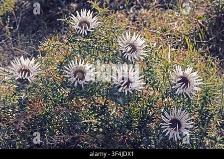 Arbrisseau de la carline acaule ou chardon argenté en pleine floraison, Carlina acaulis ; Asteraceae Banque D'Images