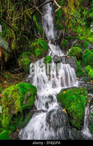 Petite cascade forestière dévalant sur des roches volcaniques couvertes de mousse dans le parc national d'Egmont, Nouvelle-Zélande, 5 janvier 2024 Banque D'Images