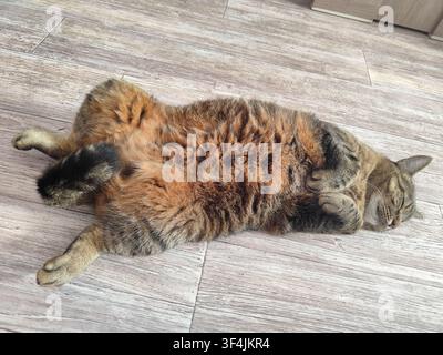 Chat tigré dormant confortablement sur le dos montrant son ventre duveteux sur le sol en bois à la maison. Animal dort Banque D'Images