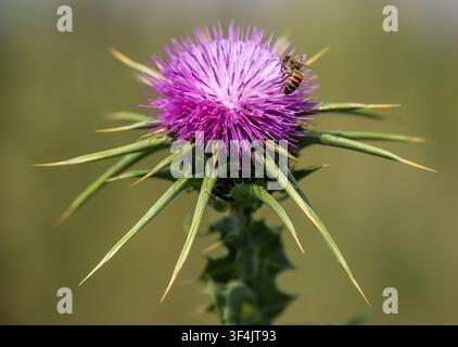 Une abeille se nourrissant d'une fleur de chardon-marie violet (Silybum marianum) poussant dans une prairie méditerranéenne. Banque D'Images