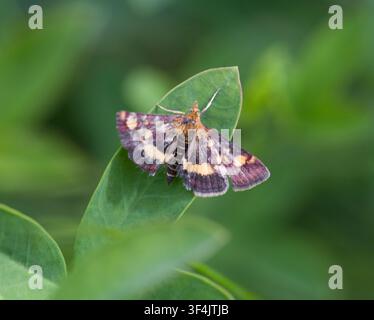 Pyrausta Purpuralis Pourpre et Or Banque D'Images