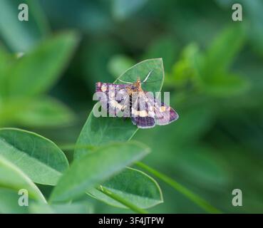Pyrausta Purpuralis Pourpre et Or Banque D'Images