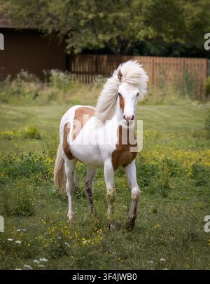 Cheval islandais Pinto avec une longue crinière blanche marchant à travers un pâturage d'été parsemé de fleurs sauvages. Banque D'Images
