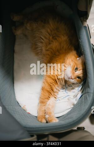 Chat roux orange duveteux profitant d'un sommeil profond tout en s'étirant confortablement dans un berceau pour bébé, illustrant l'intégration des animaux de compagnie dans la vie familiale et la recherche de lieux de repos uniques Banque D'Images