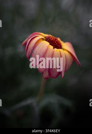 Fleur de marguerite affichant des pétales rouge et jaune vibrants s'enroulant doucement vers le bas, indiquant la fin de son cycle de floraison ou se préparant pour la nuit Banque D'Images