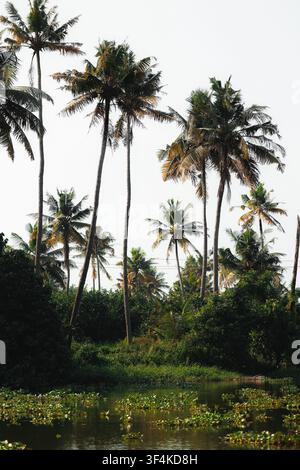 Vue des hauts palmiers bordant les rives luxuriantes et vertes des backwaters à Kochi, Kerala, Inde. Banque D'Images