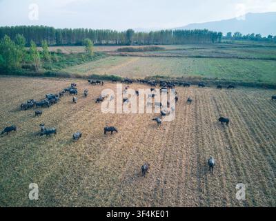 Vue aérienne d'un troupeau de buffles d'eau paissant dans un champ près du lac Kerkini à Serres, en Grèce. Banque D'Images