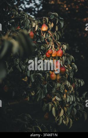 Vue de poires rouges mûres suspendues aux branches d'un arbre sur Vormsi dans le comté de Laane, en Estonie. Banque D'Images