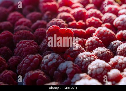 Macro rapprochée de framboises rouges gelées avec givre illuminé par la lumière du soleil Banque D'Images