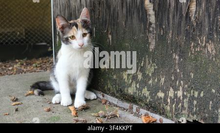 petit chat tacheté est assis sur une surface en béton à l'extérieur. Le chat est assis près d'un vieux mur en bois avec de la peinture écaillée et de la mousse Banque D'Images