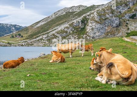Troupeau de vaches brunes se reposant sur la rive du lac glaciaire de Covadonga, parc national des Picos de Europa, Asturies, Espagne Banque D'Images