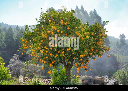 Un arbre plein d'oranges parmi des amandiers en fleurs dans un paysage montagneux brumeux Banque D'Images