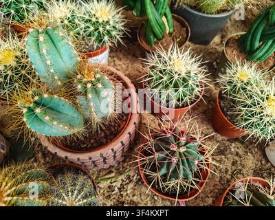 Différents types de cactus sont disposés dans de petits pots posés au sol dans un jardin. La scène montre les plantes en train d'absorber la lumière du soleil. Banque D'Images