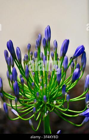 Un cliché macro vertical de boutons de fleurs d'Agapanthus (Lys du Nil) bleus et violets éclatants poussant sur des tiges vertes, sur un fond beige simple. Parfait pour la conception florale, les concepts nature et les arrière-plans botaniques. Banque D'Images