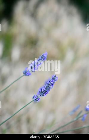 Un délicat plan vertical en gros plan de fleurs de lavande violettes épanouies sur des tiges minces, sur un fond doux et crémeux de bokeh d'herbe ornementale duveteuse. Parfait pour les concepts de spa, bien-être, nature, aromathérapie et design botanique. Banque D'Images