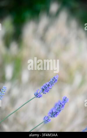 Un délicat plan vertical en gros plan de fleurs de lavande violettes épanouies sur des tiges minces, sur un fond doux et crémeux de bokeh d'herbe ornementale duveteuse. Parfait pour les concepts de spa, bien-être, nature, aromathérapie et design botanique. Banque D'Images