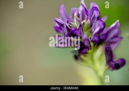 Grossissement d'une fleur violette sur un fond vert naturel Banque D'Images