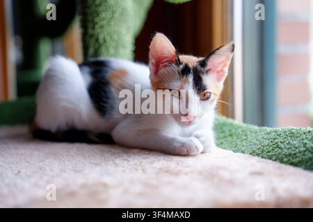 Adorable chaton calico de trois mois se détendant sur un arbre à chat dans une pièce près d'une fenêtre Banque D'Images