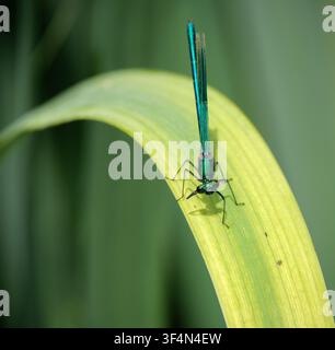 Une libellule Banded Demoiselle posée sur une tige de roseau près de la rivière Test Romsey Hampshire Angleterre Banque D'Images