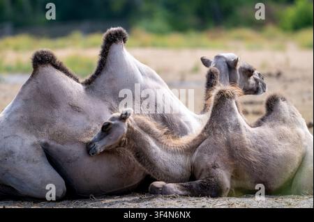 Un groupe de chameaux de Bactérie (Camelus bactrianus) repose étroitement sur le sol sablonneux d'un parc de safari aux Pays-Bas, leurs deux bosses affaissées Banque D'Images