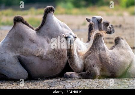 Un troupeau de chameaux de Bactriane (Camelus bactrianus) se repose sur un sol sablonneux sous le soleil d'été dans un parc safari aux Pays-Bas, plusieurs animaux à deux bosses Banque D'Images