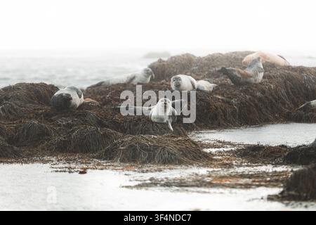Groupe de phoques de l'Atlantique nord reposant sur des rochers couverts d'algues sous une pluie brumeuse le long de la côte accidentée de l'Islande Banque D'Images