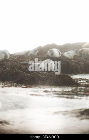 Groupe de phoques de l'Atlantique nord reposant sur des rochers couverts d'algues sous une pluie brumeuse le long de la côte accidentée de l'Islande Banque D'Images