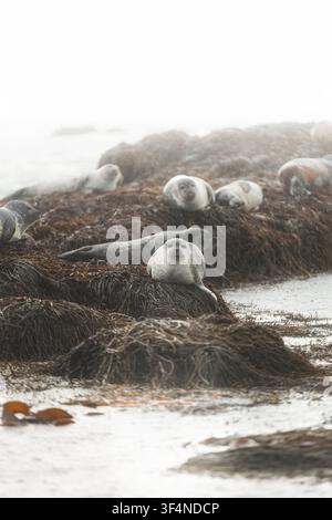 Groupe de phoques de l'Atlantique nord reposant sur des rochers couverts d'algues sous une pluie brumeuse le long de la côte accidentée de l'Islande Banque D'Images