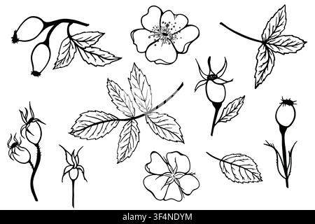 Ensemble vectoriel minimal de branches de rose musquée, feuilles, fleurs, boutons et baies dans un style d'art linéaire élégant. Éléments botaniques pour le branding, l'emballage, la papeterie et l'impression. Illustration de Vecteur