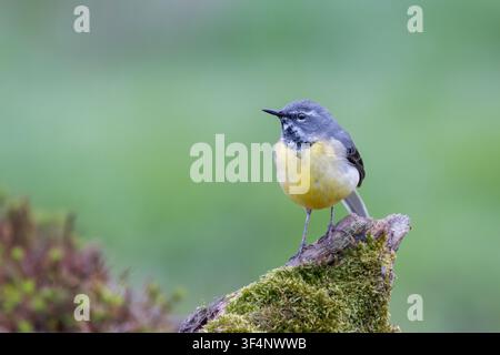 Grise [ Motacilla cinerea ] oiseau mâle sur une vieille souche moussue, Somerset, Royaume-Uni Banque D'Images