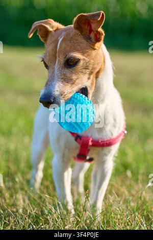 Petit chien portant un harnais rouge se tient sur l'herbe avec une balle bleue dans la gueule. Concept de jeu pour animaux de compagnie en plein air et d'entraînement du chien Banque D'Images