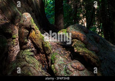 La lumière du soleil illumine les boules de séquoia moussues à la base des arbres géants du monument national de Muir Woods dans les forêts côtières de la Californie du Nord. Banque D'Images