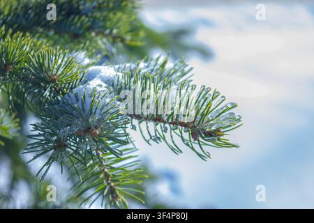 Close-up d'une branche de sapin enneigée avec des aiguilles gelées, de la glace étincelante et de la neige fraîche d'hiver avec espace de copie. Idéal pour Noël, saisonnier, h Banque D'Images