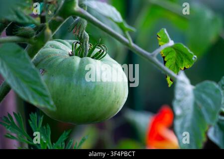 Tomate verte poussant sur sa plante entourée de feuilles, avec une fleur d'oranger en arrière-plan. Banque D'Images