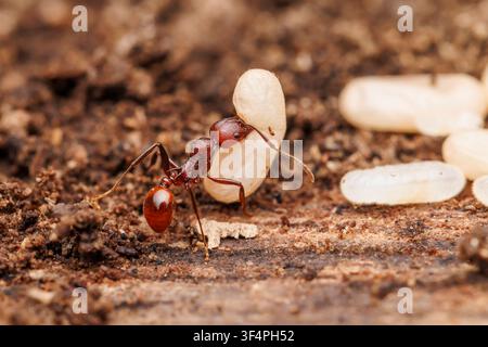 Une ouvrière opportuniste d'Aphaenogaster tennesseensis prend une pupa d'une petite couvée de Camponotus chromaiodes. Banque D'Images