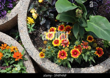 Bouquet de fleurs jaune vif, rouge, orange et violet s'élevant au-dessus de feuilles vert moyen dans trois bacs en béton circulaires sous le soleil estival (surhea Banque D'Images