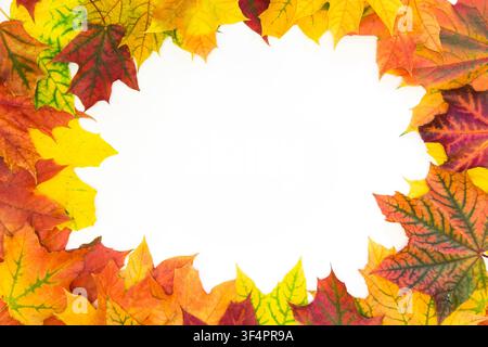 Feuilles colorées d'automne en bordure sur fond blanc. Vue de dessus. Cadre d'automne. Jour de Thanksgiving. Banque D'Images
