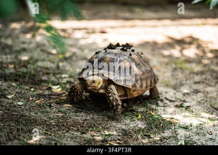Tortue à épines africaine (Centrochelys sulcata) au Popcorn Park Zoo à Forked River, New Jersey Banque D'Images