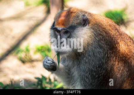 Singe de De Brazza (Cercopithecus neglectus) mangeant des légumes feuillus au Popcorn Park Zoo à Forked River, dans le New Jersey Banque D'Images