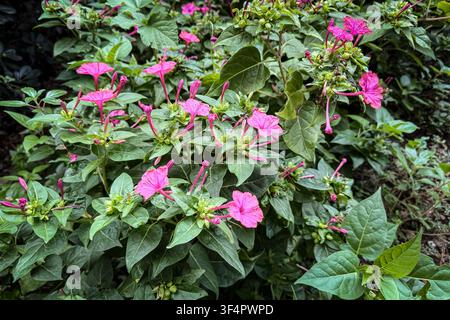 Fleurs roses de quatre-heures, Mirabilis jalapa, éclosent parmi un feuillage vert dense dans un jardin. La plante ornementale, également appelée merveille du Pérou, possède des tromp Banque D'Images