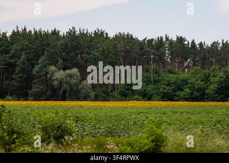 Les tournesols en fleurs tracent un ruban doré devant une forêt de pins sombres par une journée d'été calme. Des verts et des jaunes frais remplissent une prairie rurale tranquille sous g Banque D'Images