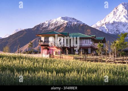 Une maison pittoresque à Nagri, Himachal Pradesh, en Inde, se dresse devant le décor des montagnes Dhauladhar, entourée d'un champ de blé verdoyant Banque D'Images