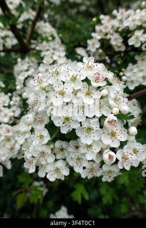 Fleurs de blanc de Crataegus (fleur de mai) sur le sentier Dales Way à Grassington dans le Wharfedale, Parc national des Yorkshire Dales, Angleterre, Royaume-Uni. Banque D'Images