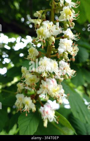 Fleurs de l'arbre blanc du marronnier 'Aesculus Hippocastanum' sur le sentier Dales Way à Grassington, Wharfedale, Yorkshire Dales, Angleterre, Royaume-Uni. Banque D'Images