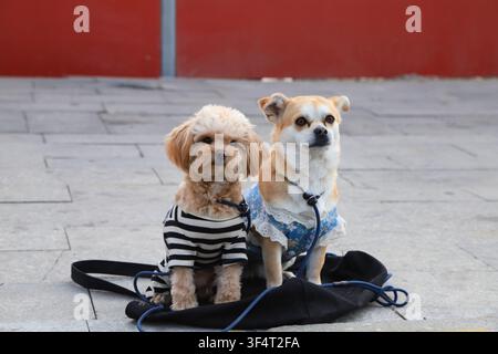 Deux petits chiens vêtus de vêtements élégants pour animaux se tiennent sur un trottoir en pierre devant un mur rouge. L'un porte une combinaison rayée noir et blanc, tandis que t Banque D'Images