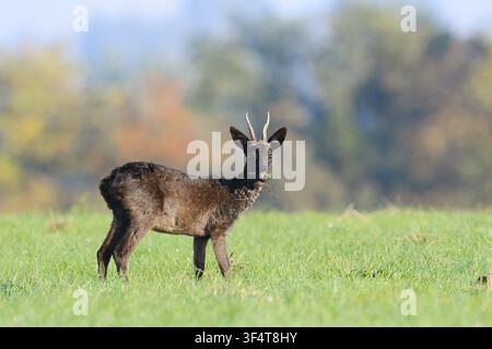 Chevreuil européen (Capreolus capreolus), également connu sous le nom de chevreuil noir ou chevreuil, debout en train de se nourrir dans une prairie en automne, Basse-Saxe, Allemagne Banque D'Images