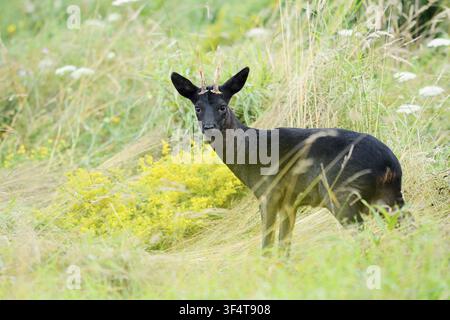 Chevreuil européen (Capreolus capreolus), chevreuil noir, mâle, Basse-Saxe, Allemagne Banque D'Images