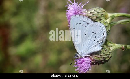 Un gros plan d'un petit bleu à points argentés (Celastrina argiolus) se nourrissant de nectar sur des fleurs violettes, été, Rödental, Haute-Franconie Banque D'Images