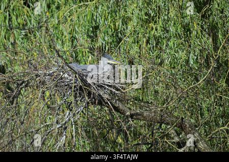 Héron cendré (Ardea cinerea), un jeune oiseau assis dans son nid, Rhénanie-du-Nord-Westphalie, Allemagne Banque D'Images